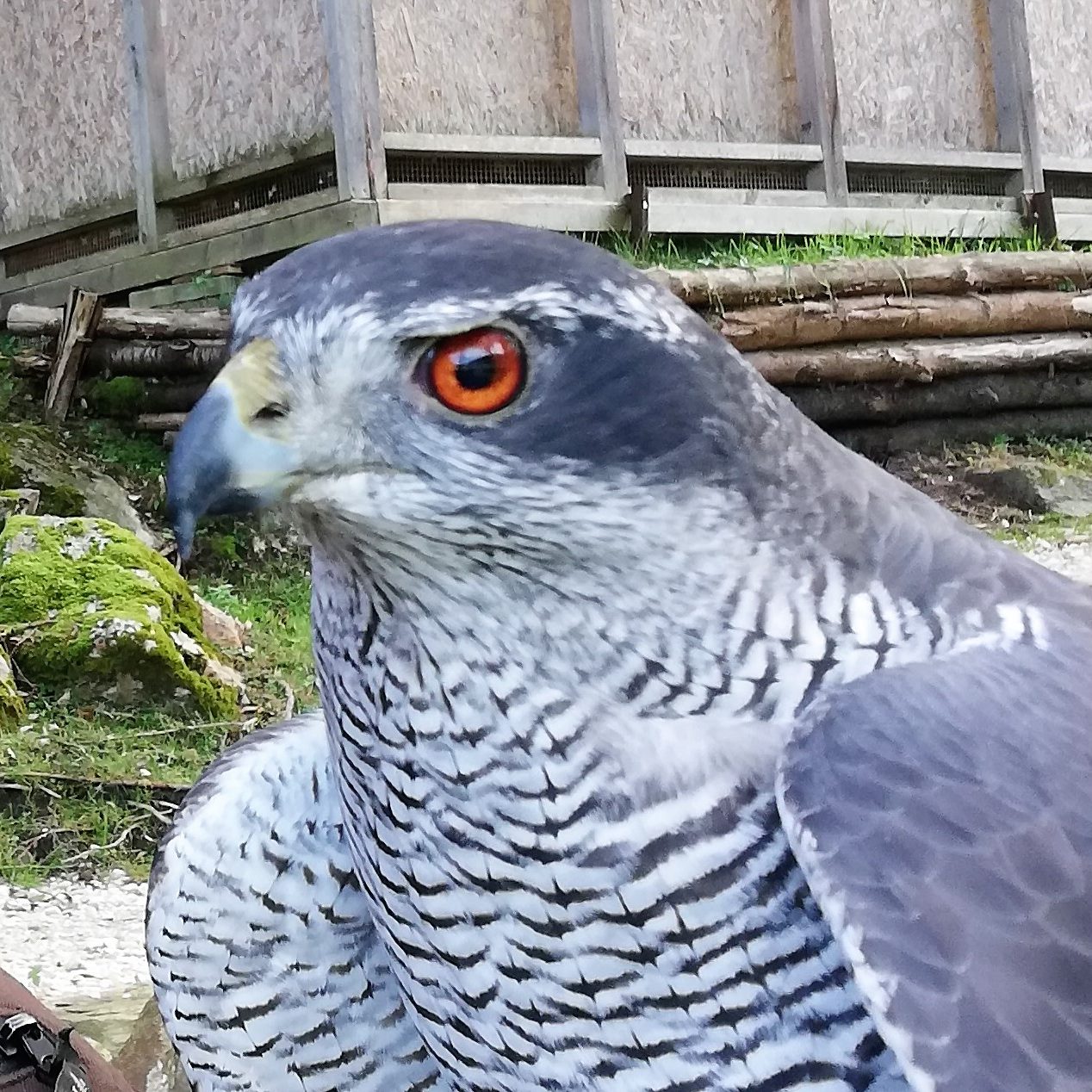 Habichte für die Jagd auf Hasen, Fasane und Enten