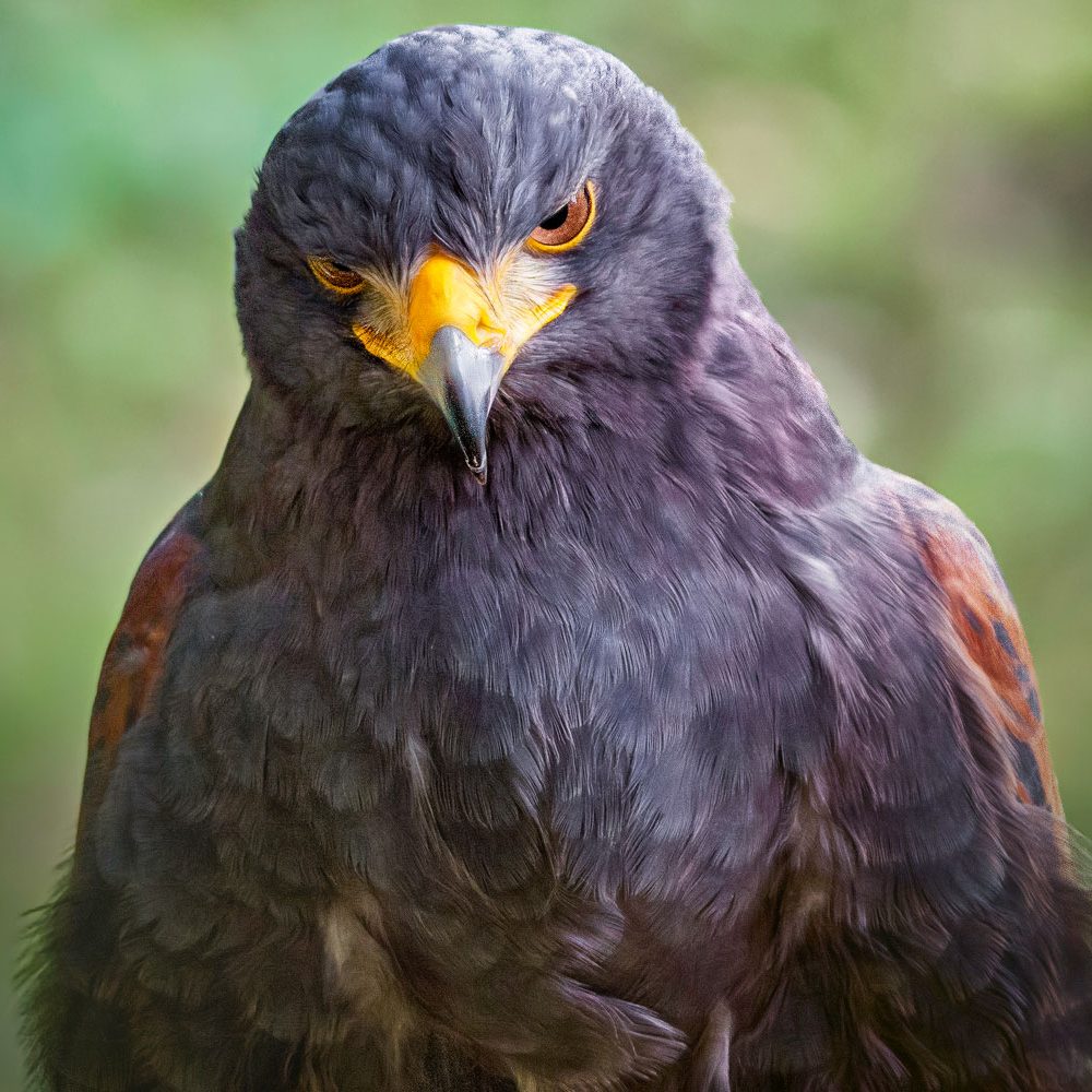 Harris Hawk auch Wüstenbussarde genannt sind unsere Hauptdarsteller