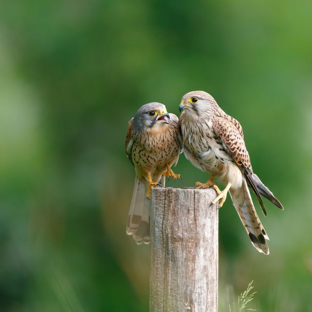Common Kestrel (Falco innunculus) couple sitting on a pole in th